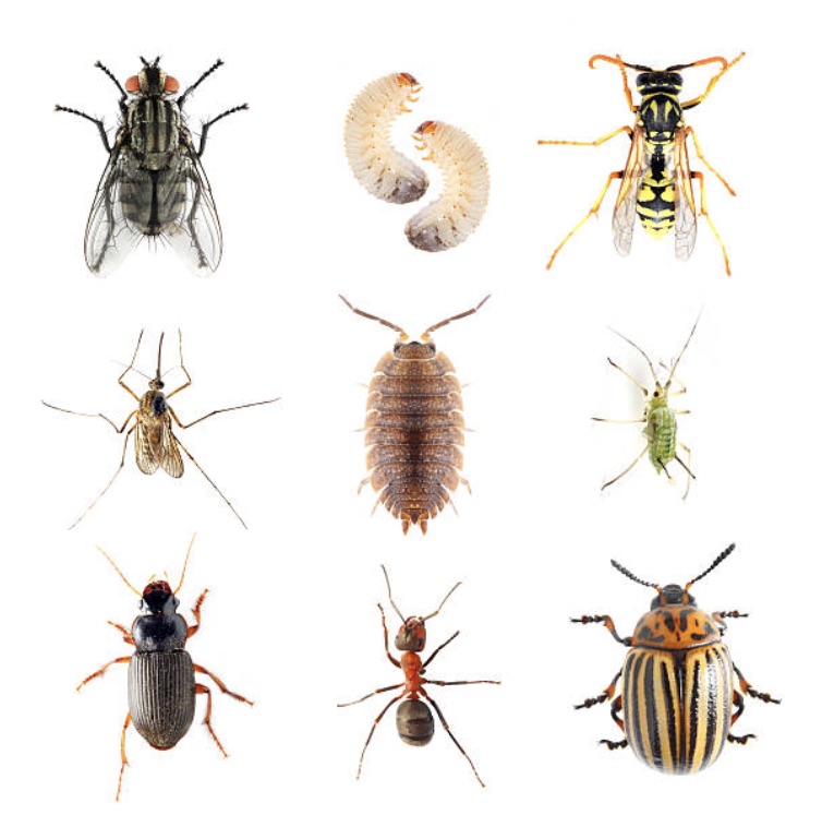 Exterminators Roanoke