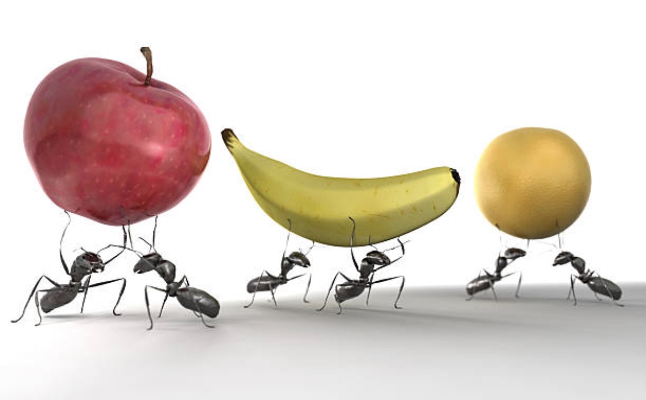ants-food ants-food
