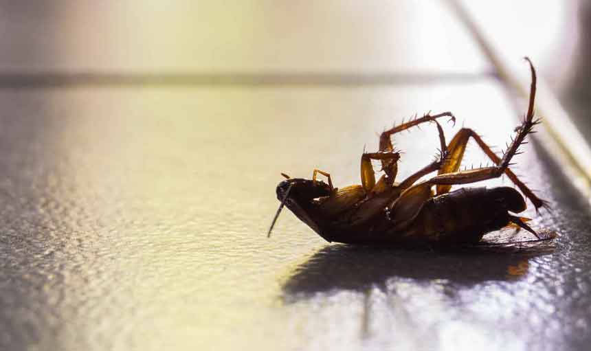 Pest Control