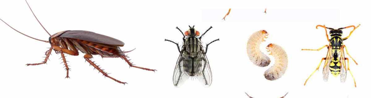 pests-nc