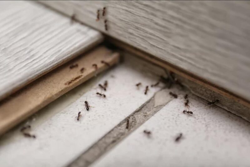 Ant Control
